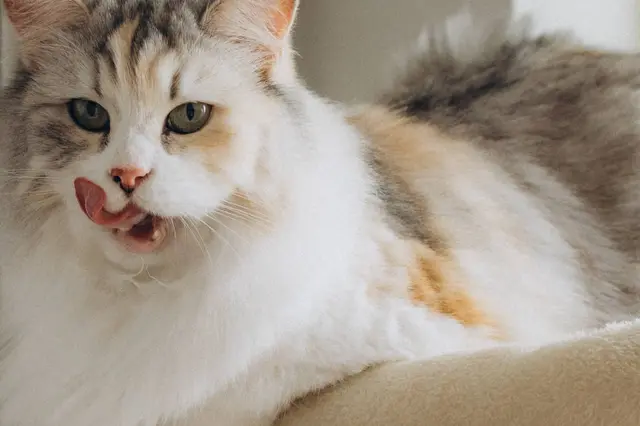 Kat