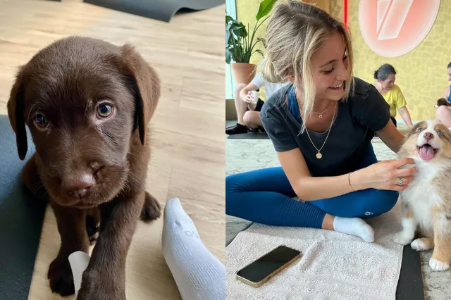 Puppylovers opgelet: je kunt nu puppy yoga doen in Amsterdam
