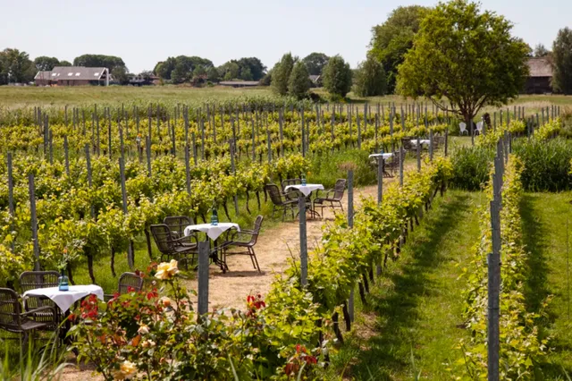 Zomeruitje: high wine in een échte wijngaard in de buurt van Amsterdam