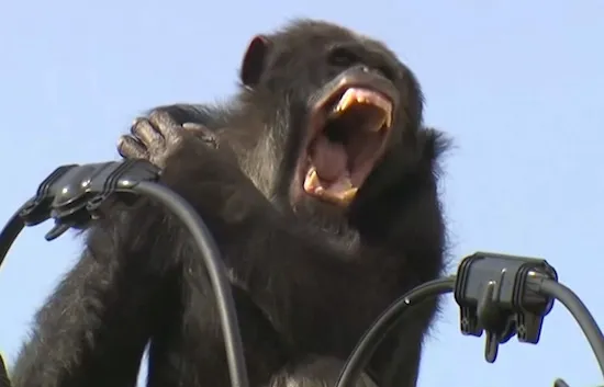 Chimpansee ontvlucht dierentuin en toont acrobatische ontspanningsskills