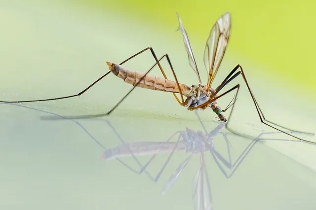 Sporters blijken meer last te hebben van muggen en hun steken