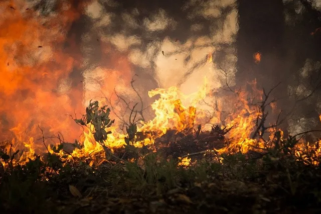 Help mee om natuurbranden te voorkomen