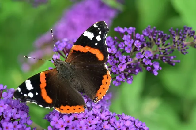 ‘Zonder rupsen geen vlinders’: zet meer inheemse planten in je tuin