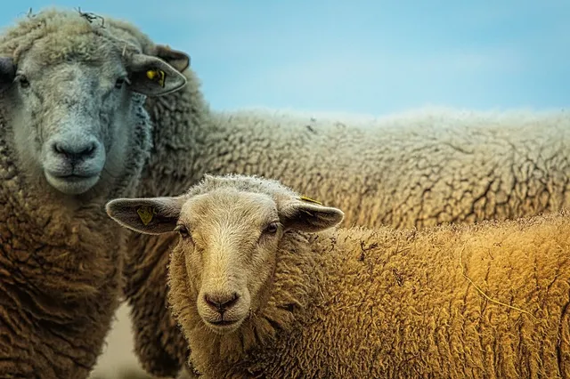 Blauwtongvirus blijft flink rondgaan onder boerderijdieren