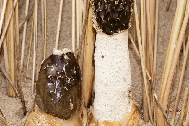 Op zoek naar de stinkzwam in de duinen