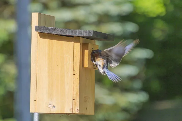 Bouw je eigen vogelhuisje voor dit broedseizoen