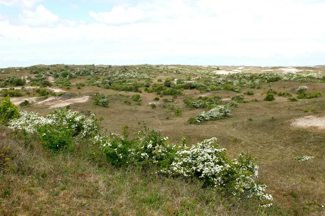 Op zoek naar de éénstijlige meidoorn in de duinen