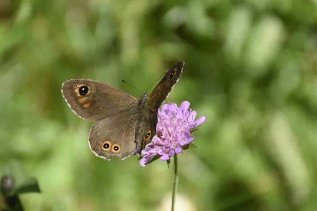 Argusvlinders, waar zijn ze nog te vinden?