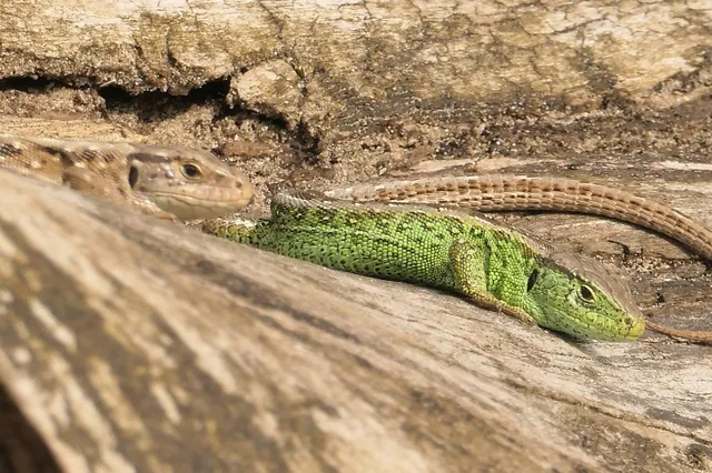 Op zoek naar de zandhagedis in de duinen