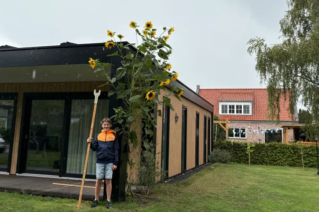 Jip heeft de hoogste zonnebloem van het eiland