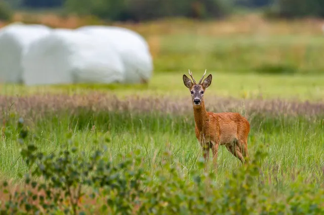 Opletten en snelheid aanpassen voor overstekende dieren