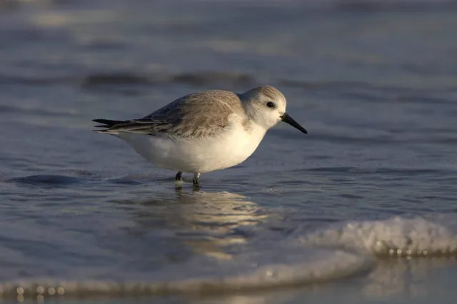 Op zoek naar de drieteenstrandloper in de duinen