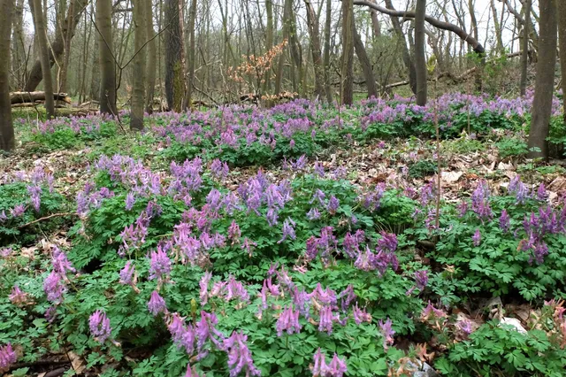 Op zoek naar de vingerhelmbloem in de duinen