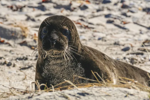Zeehonden spotten op Het Groene Strand, Kwade Hoek Image