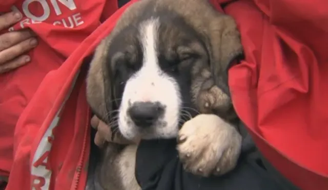 Twee achtergelaten St. Bernard-puppy's die vast zaten op een klif werden gered na dagenlang gehuil om hulp