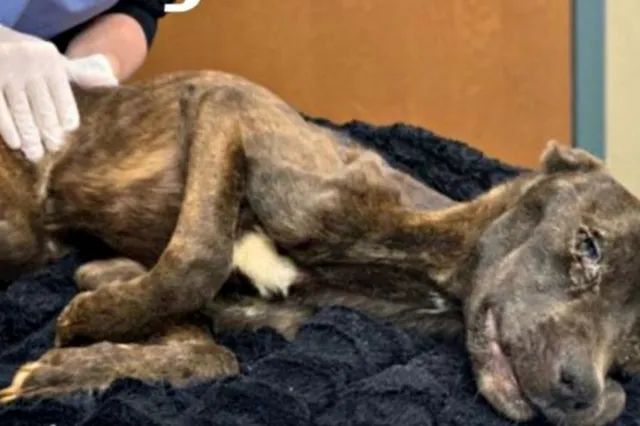 Vrouw die haar hond bijna liet sterven van de honger krijgt maximale celstraf