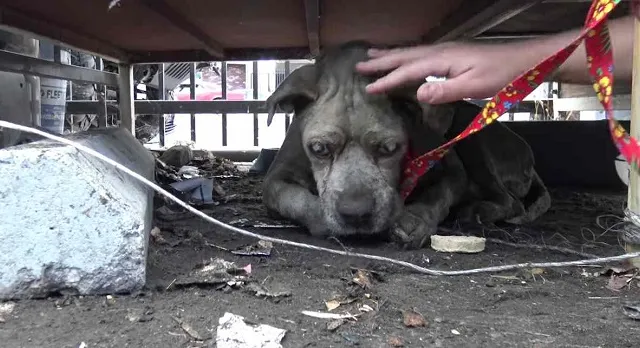 Dakloze bejaarde blinde pitbull wachtte zijn hele leven om gered te worden