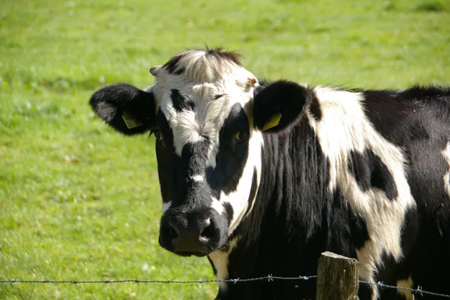 Meer koeien de wei in volgens de landbouwtelling 2019