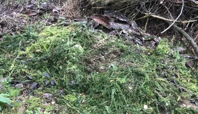 Stort geen tuinafval in de natuur