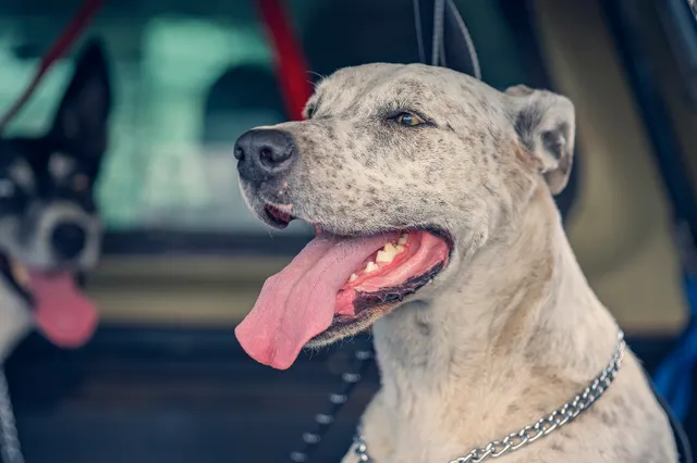 Laat honden niet achter in te warme auto's