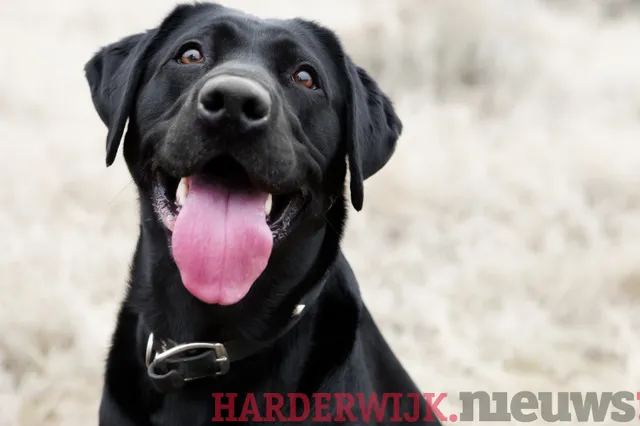 Honden in Harderwijk en Hierden 2024