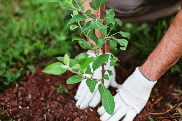 Tuinieren: Zo verwijder je onkruid uit je tuin