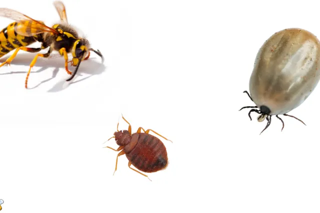 Experts waarschuwen: Zomer vol ongedierte!