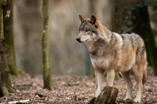 Advies: Houd honden aan de lijn in losloopgebied Hondenbos