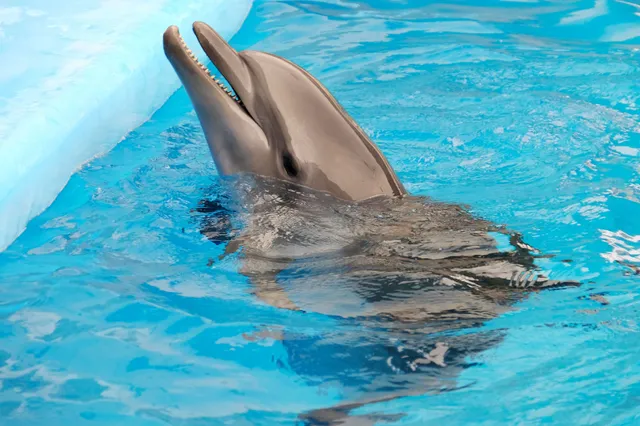 Vrijetijdsaanbod in Harderwijk: Dolfinarium en Waterfront als publiekstrekkers