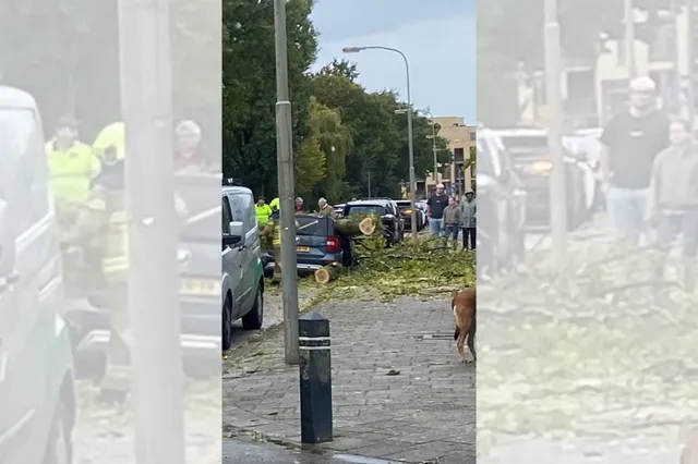 Auto zwaar beschadigd door omgewaaide boom in Harderwijk tijdens storm