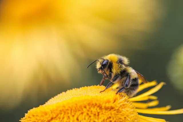 Bouw je eigen insectenhotel Image