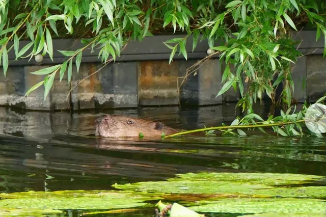 Lezing ‘alles over bevers in Nederland’ door Wiet van Bragt Image