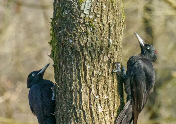 Wandeling over de Middel Akker: ontdek de natuurparel bij Giersbergen Image