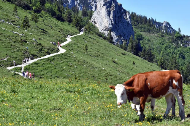 Koe valt Nederlandse toerist aan in Oostenrijkse alpen