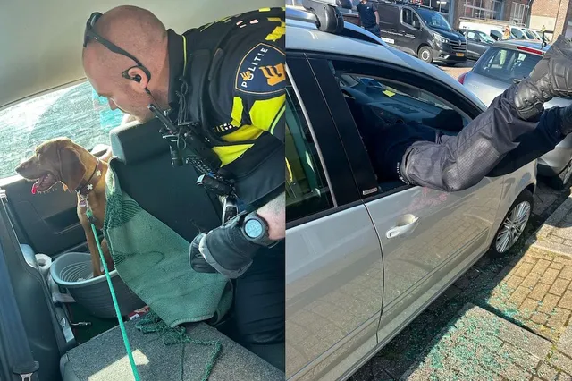 Video: dit doet de politie als je een hond in een hete auto laat zitten