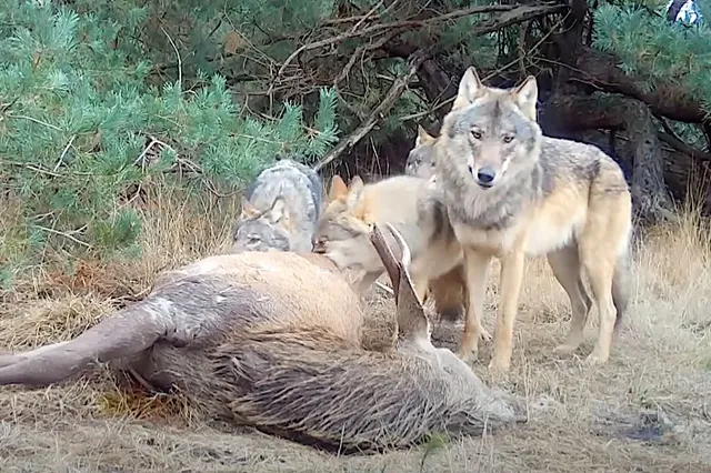 Kind gewond na aanvaring met wolf in Leusden