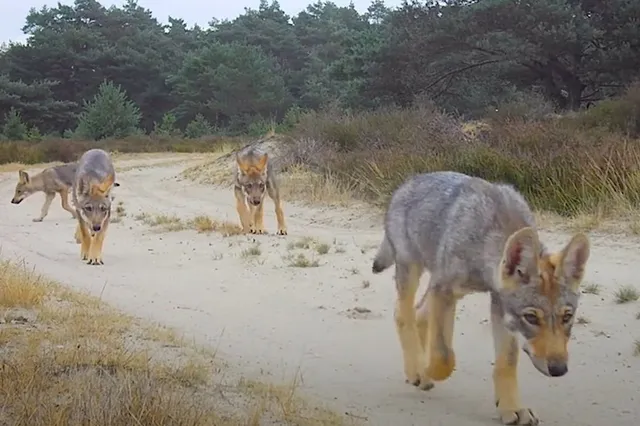Zo vaak vallen wolven dieren aan in Nederland