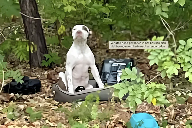 Verlaten hond in bos kan niet bewegen om hartverscheurende reden