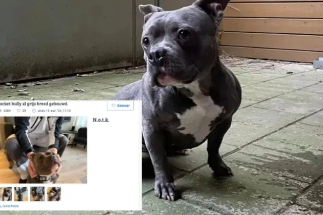 Gedumpte hond werd maandenlang aangeboden op Marktplaats