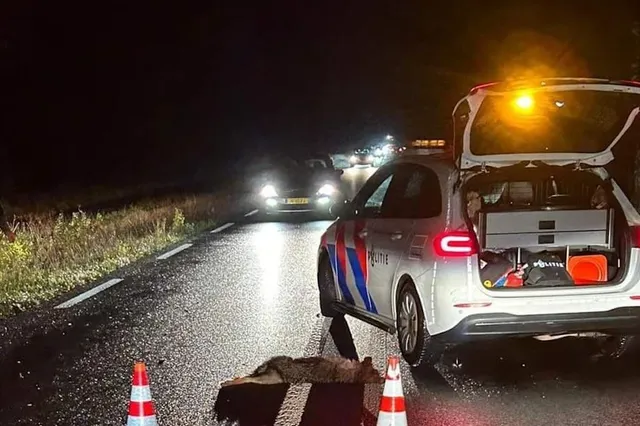Drie wolven gedood met auto in Otterlo: 'Smerige doodrijders!'
