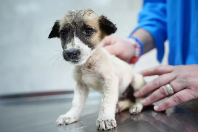 Nederlandse honden massaal ziek door giftige kauwbotten