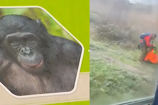 Video: Parachutist landt per ongeluk tussen de apen in Ouwehands Dierenpark