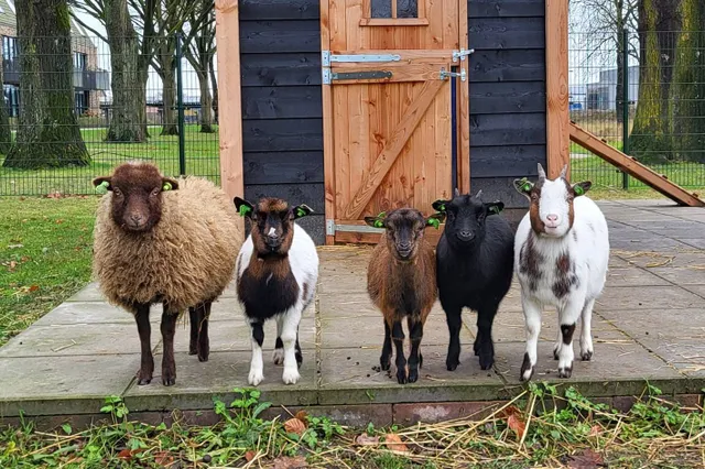 Opening Dierenweide Vossenberg met feestelijke middag op 25 juni Image
