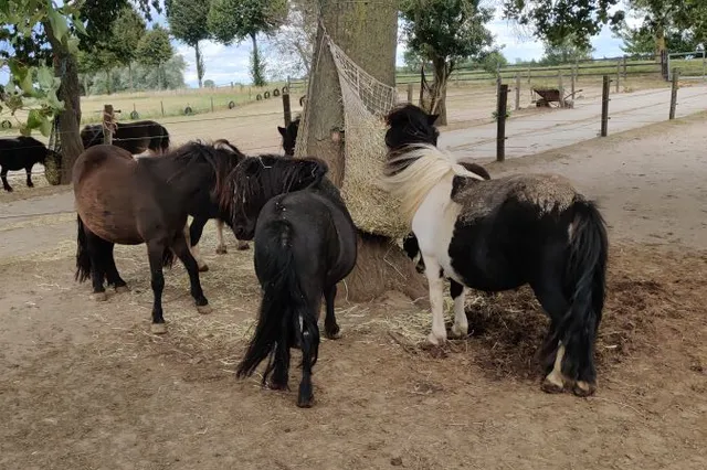 Opvang verweesde pony’s bij Heerewaarden onder druk: gemeente volgt situatie, oplossing nog onzeker