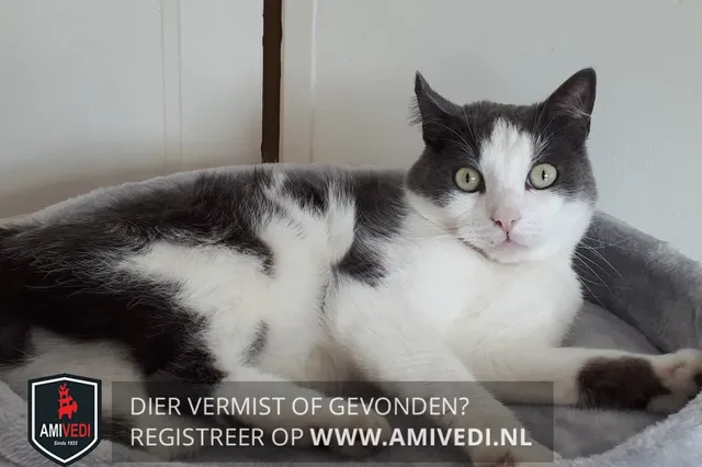 Kater Sami vermist in Velddriel