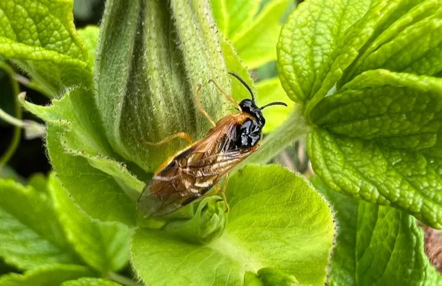 Meer dan 1750 wespennesten behouden door natuurvriendelijke aanpak