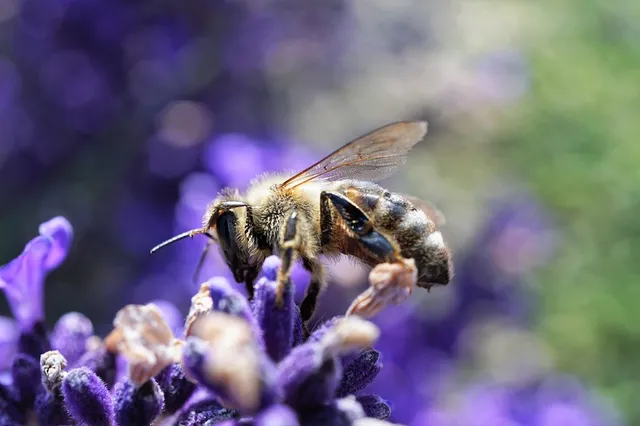 Maasgouw biodiverder: een blauwe bloemenzee, of niet