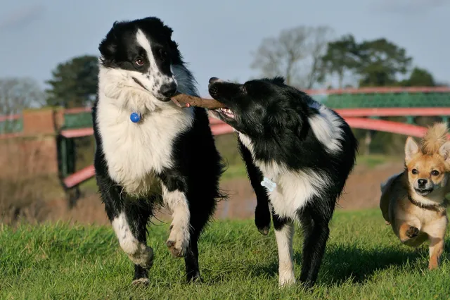 Hondenspeelplek: Help mee zoeken en ontwerpen