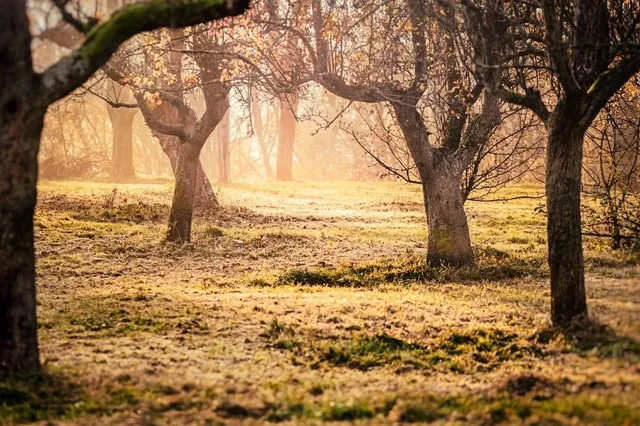 Inwoners dragen bij aan aanplantingsregeling landschapselementen in gemeente Maasgouw
