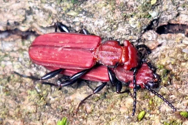 Ecologisch beheer van gemeente Maasgouw werkt